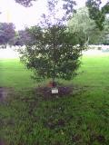 image of grave number 397240